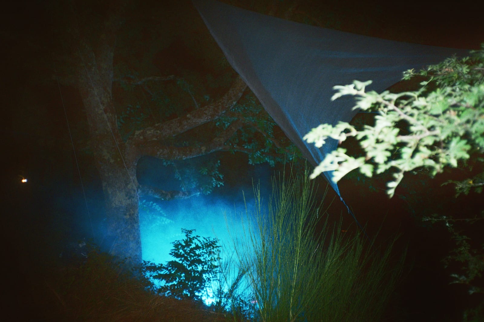 Night installation: blue light at the base of a tree under a fabric sail