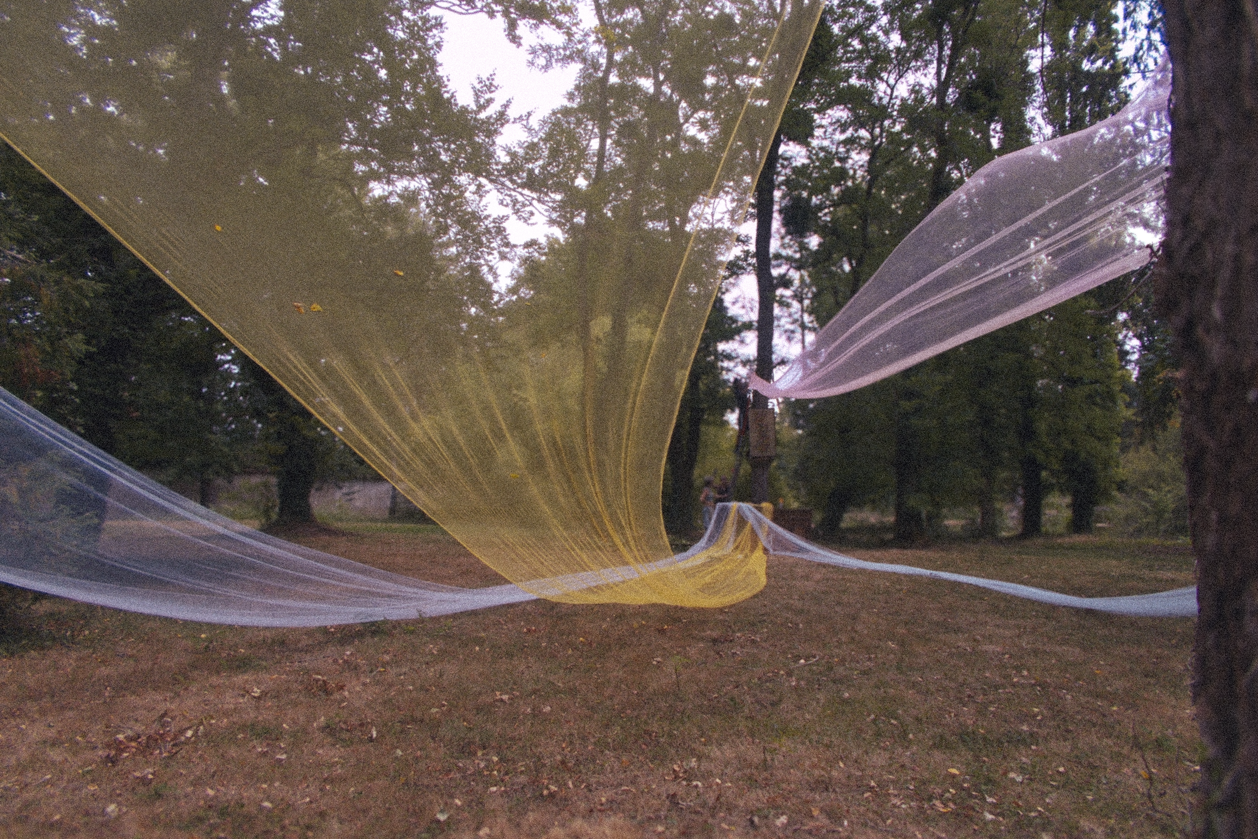 Yellow and white mesh fabrics draped between trees in a clearing