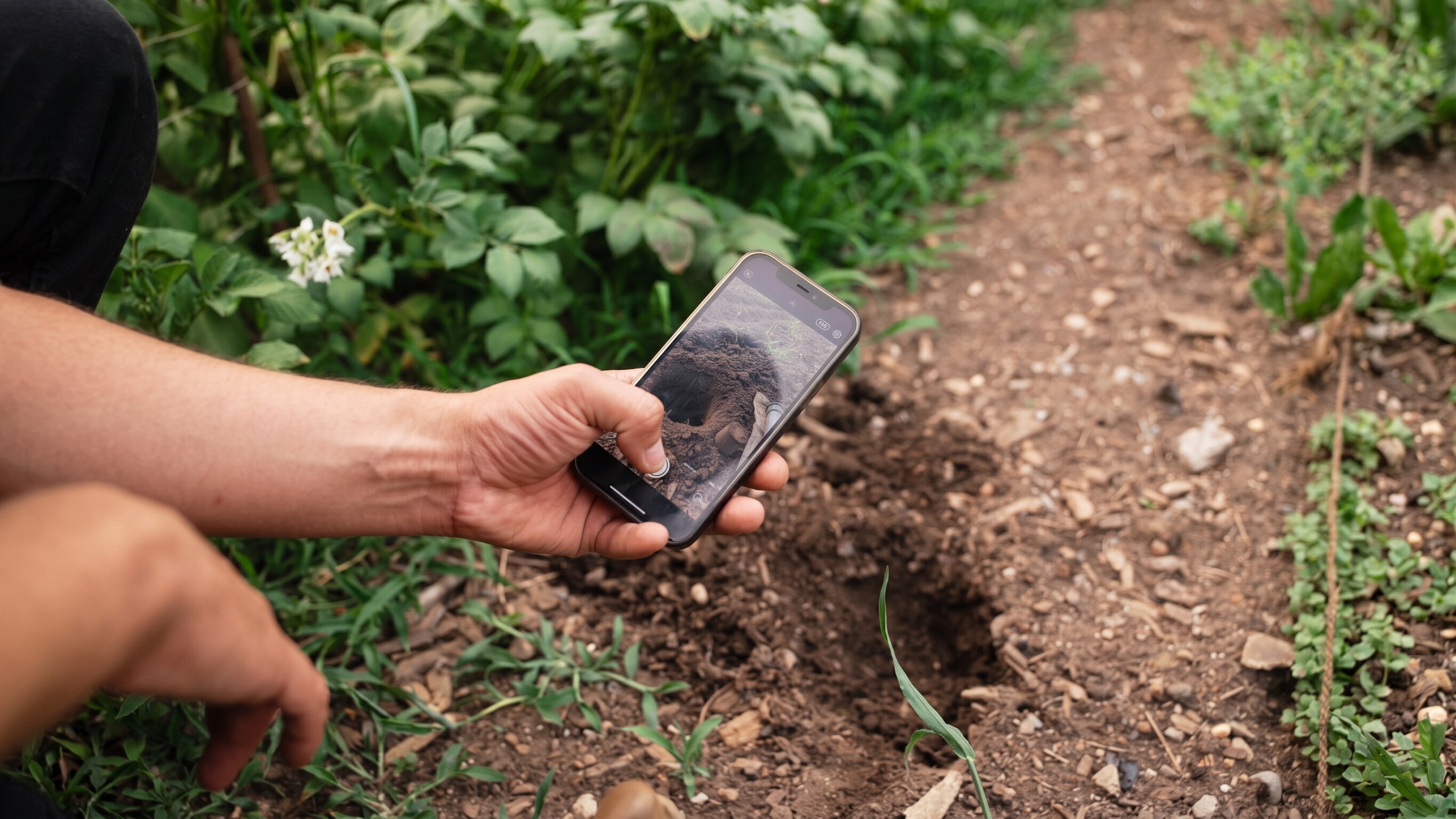 Photographing a soil sample with a smartphone in a crop row